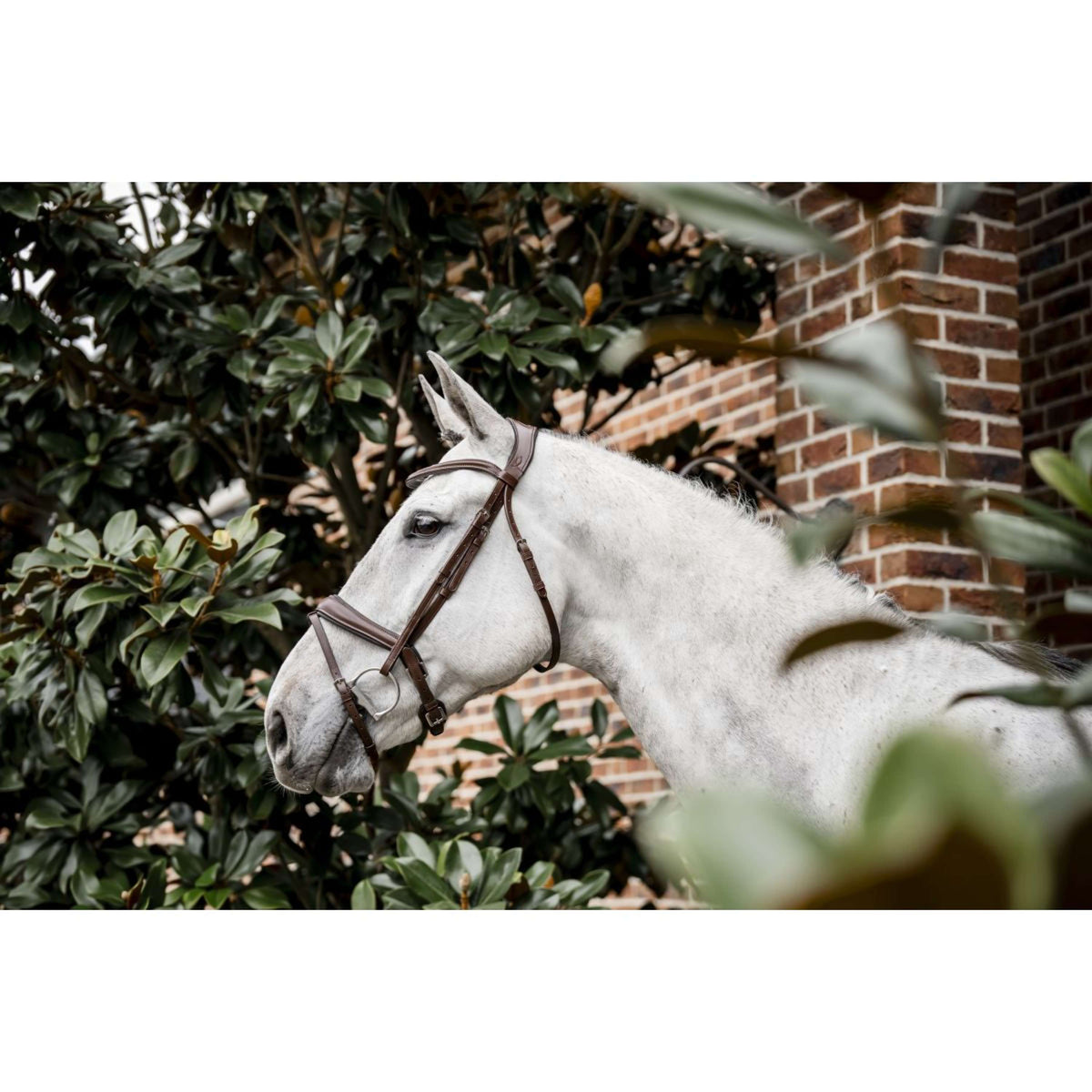 Horseware Bride Dressage Marron