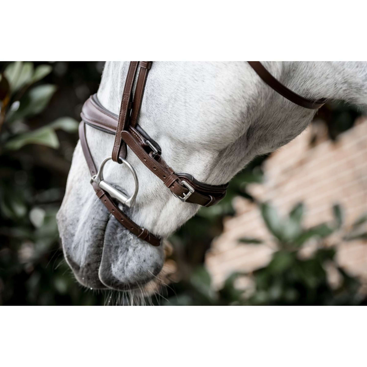 Horseware Bride Dressage Marron