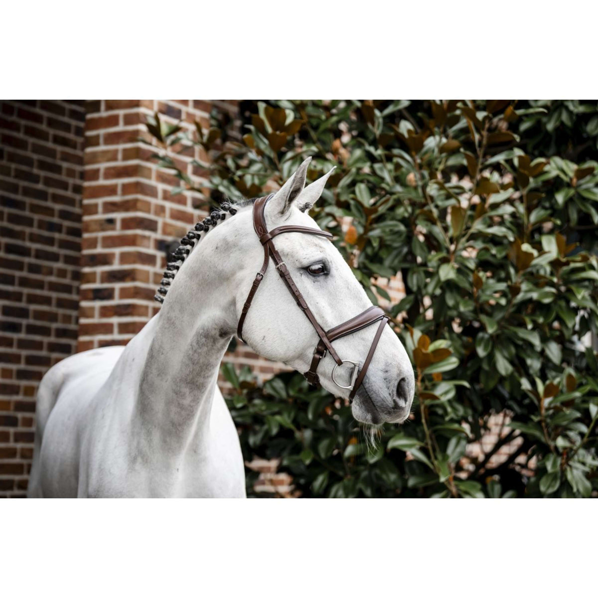 Horseware Bride Dressage Marron