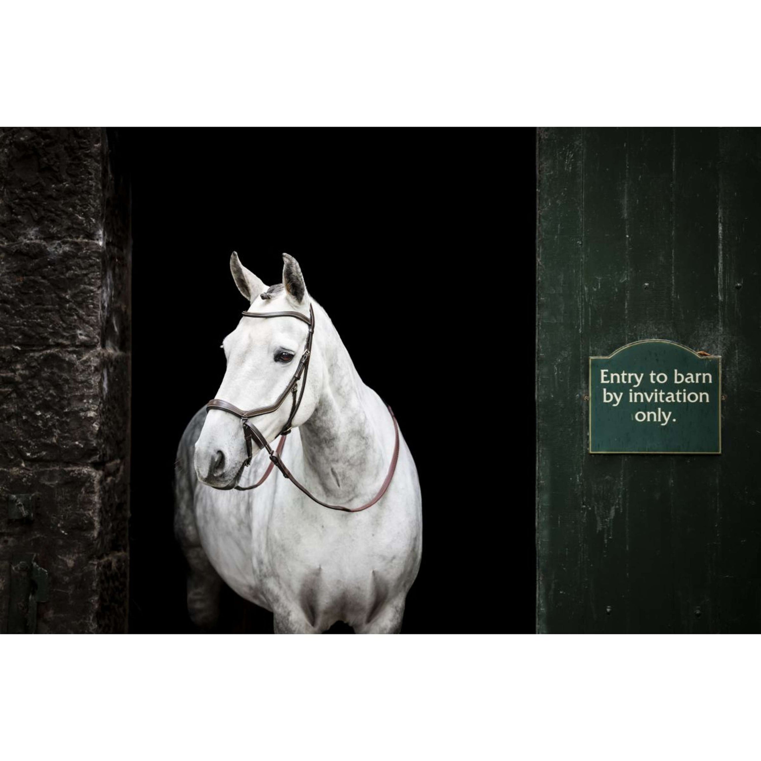 Horseware Micklem Bitless Bridle Marron Horseware Micklem Bitless Bridle Marron