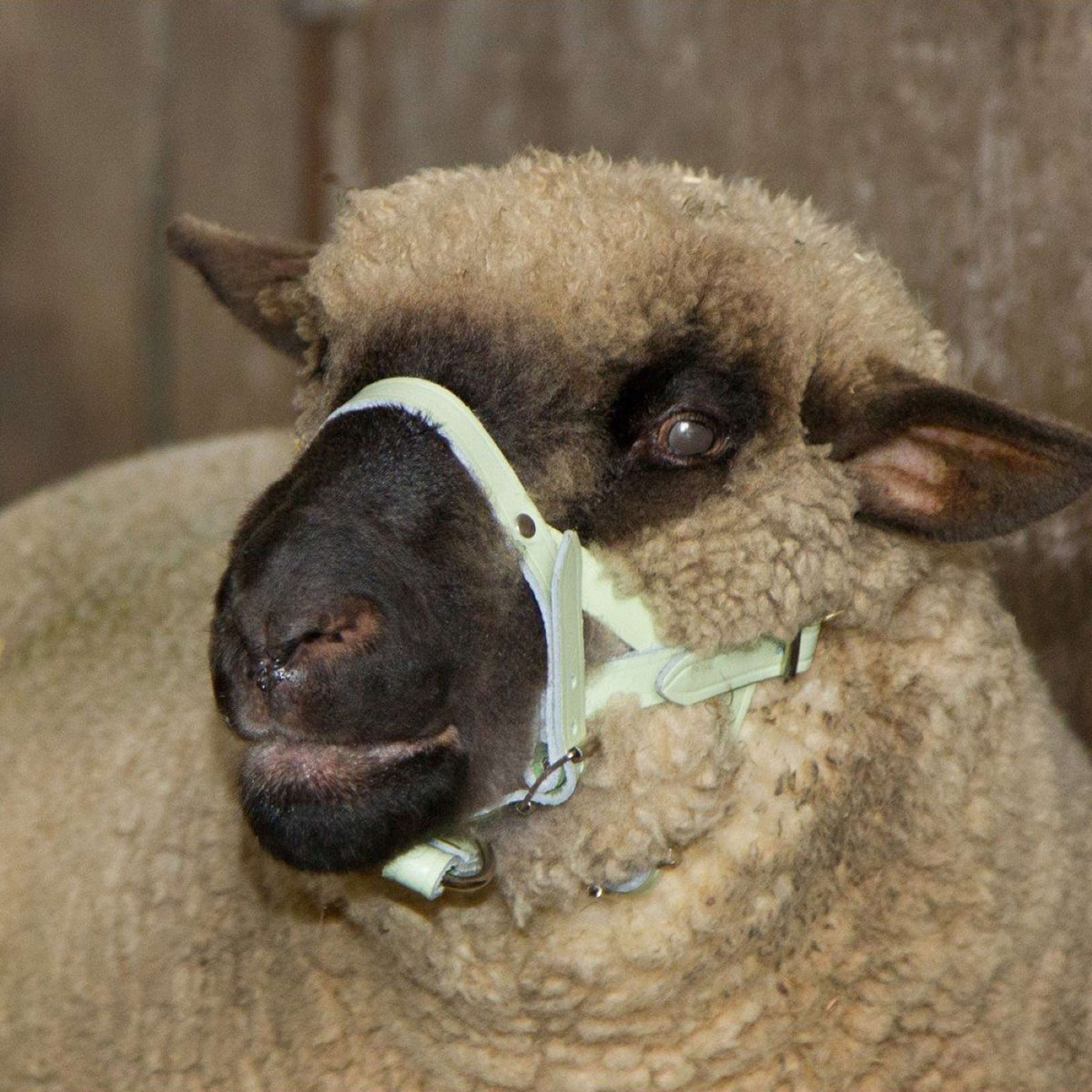 Kerbl Licol Cuir Mouton/Bouc Kerbl Licol Cuir Mouton/Bouc