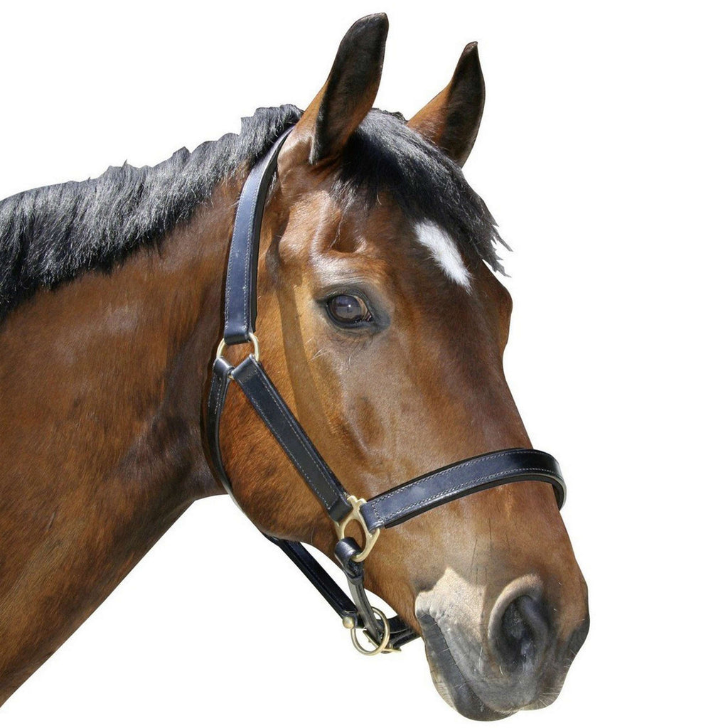 Covalliero Licol Robuste Cuir Marron
