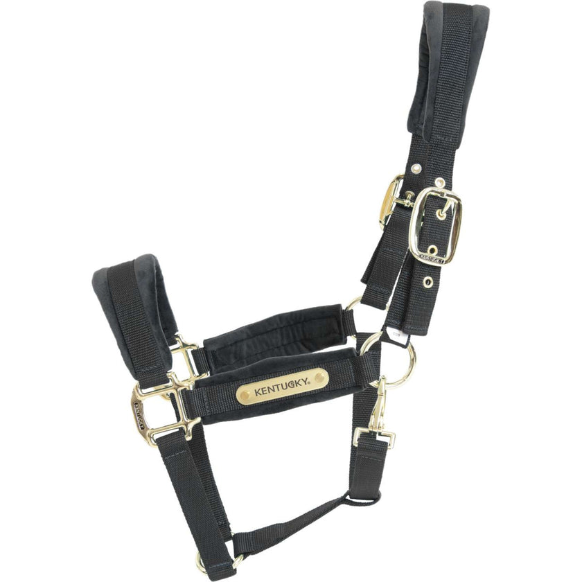 Kentucky Licol velours Noir