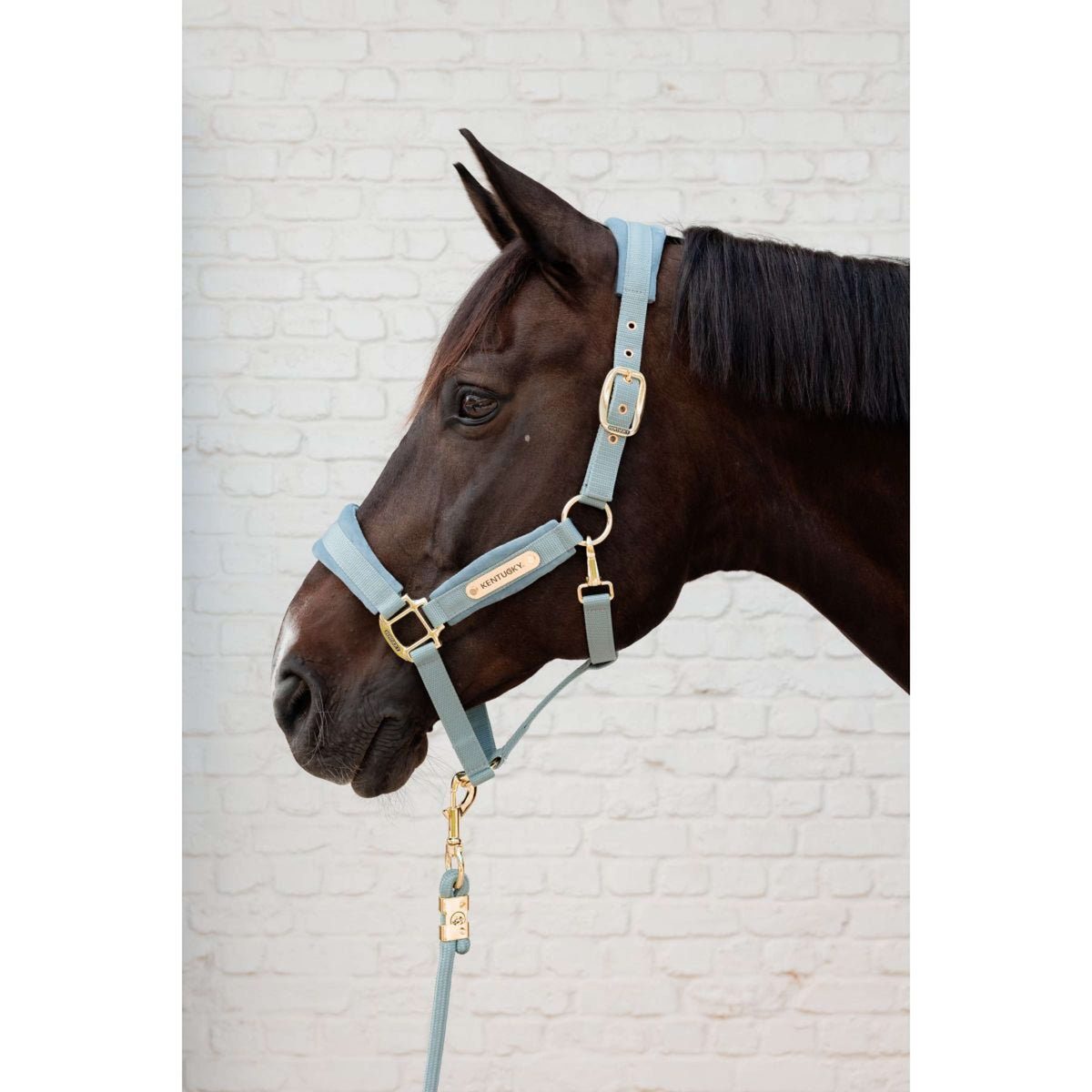Kentucky Corde pour Licol Basic Bleu clair