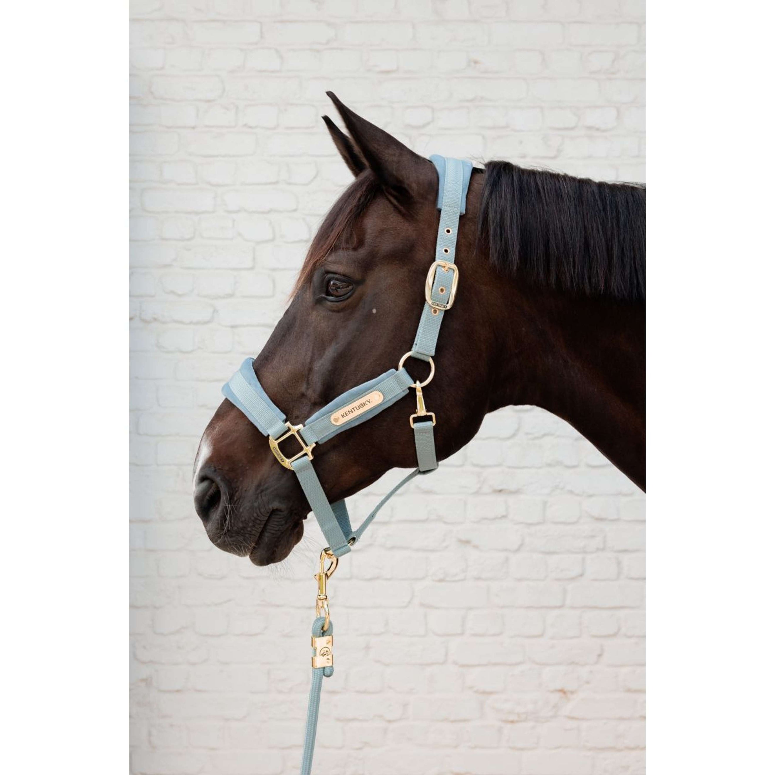 Kentucky Licol Velvet Bleu clair Kentucky Licol Velvet Bleu clair