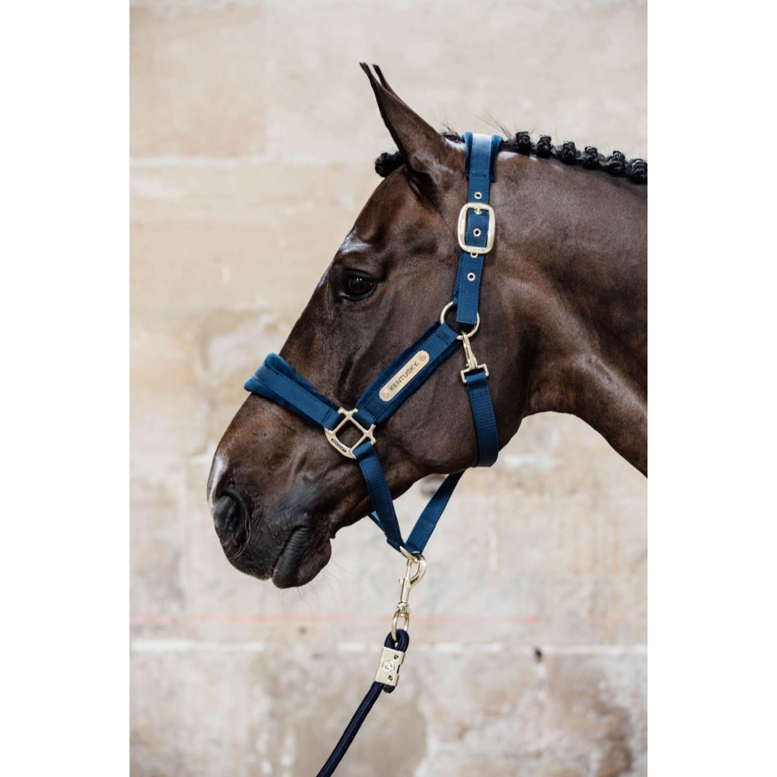 Kentucky Licol velours Marin