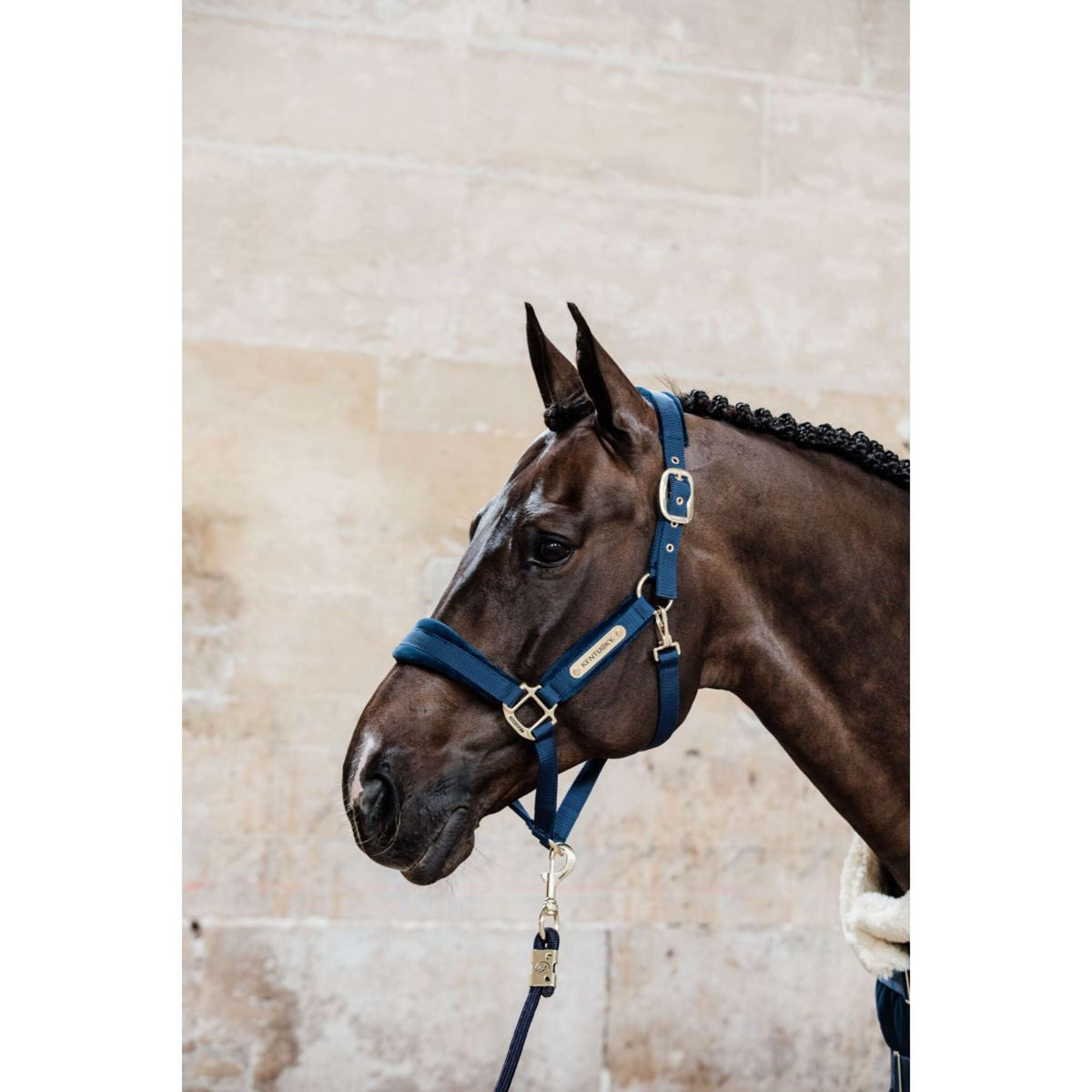 Kentucky Licol velours Marin