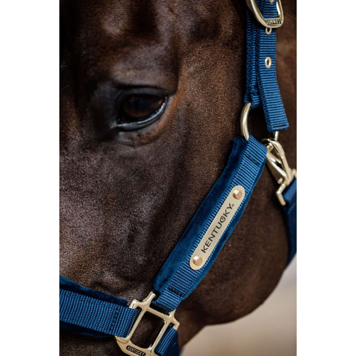 Kentucky Licol velours Marin