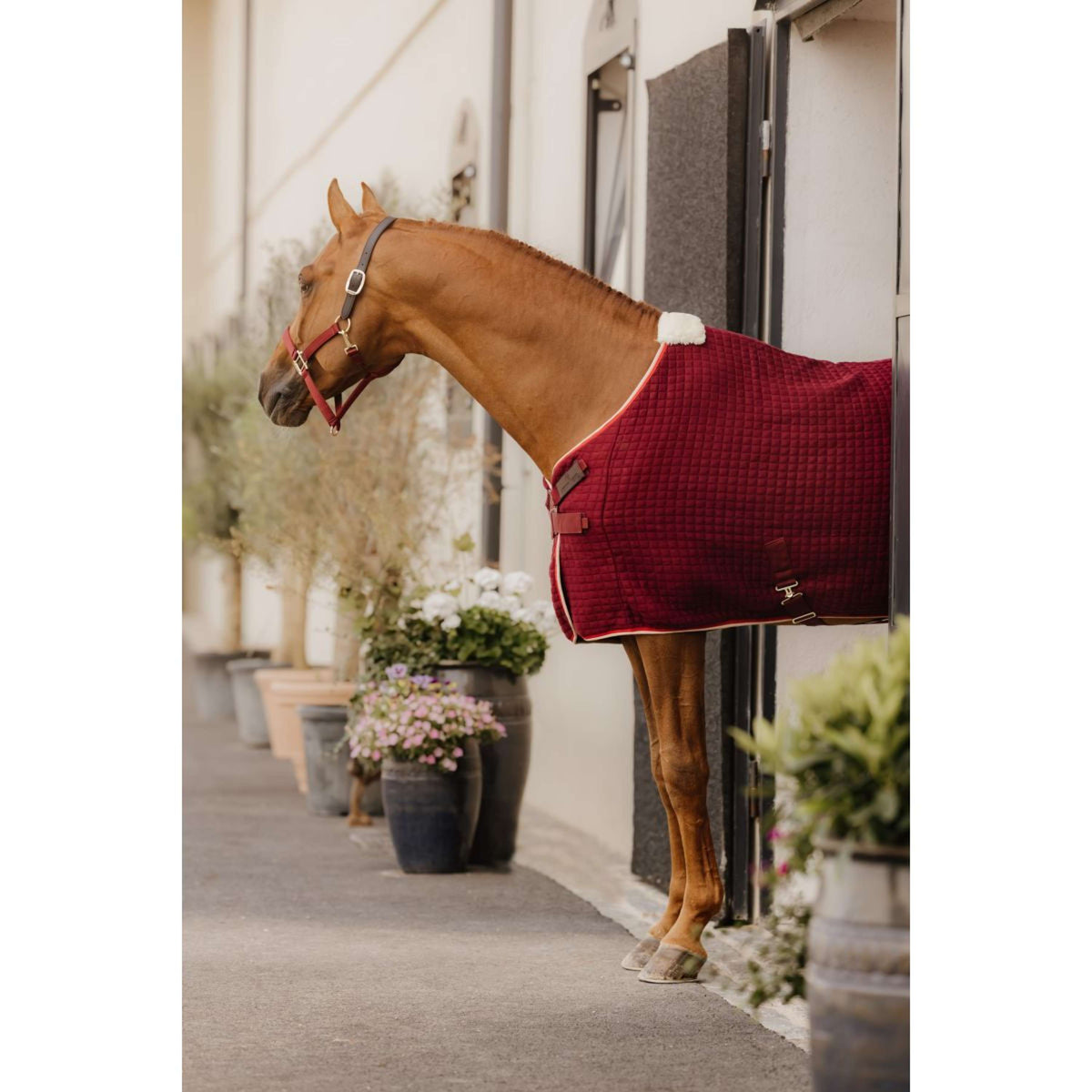 Kentucky Licol Nylon Breakaway Bordeaux