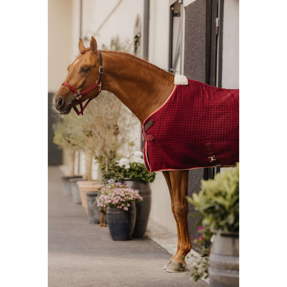 Kentucky Licol Nylon Breakaway Bordeaux