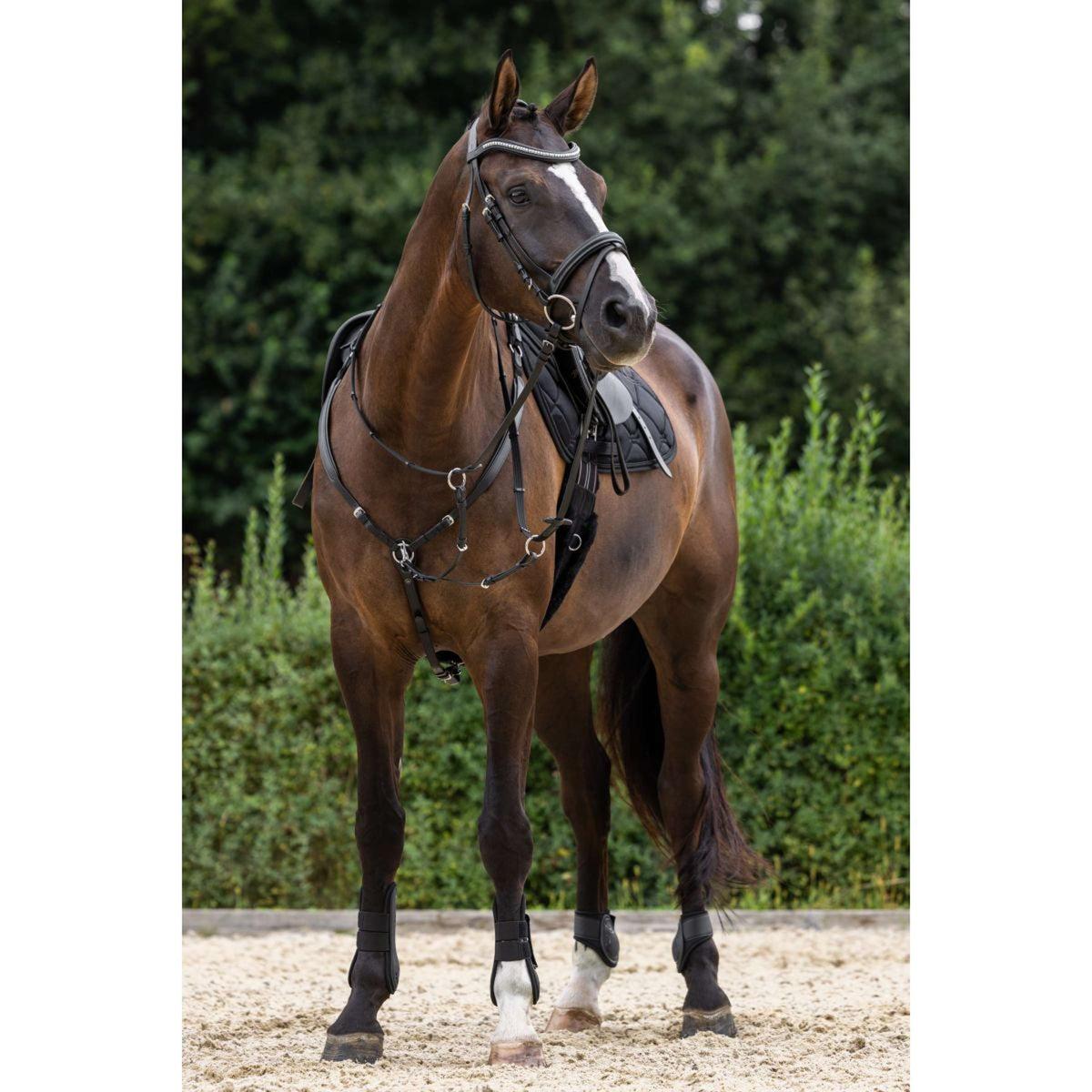 Covalliero Collier de Chasse avec Martingale Noir