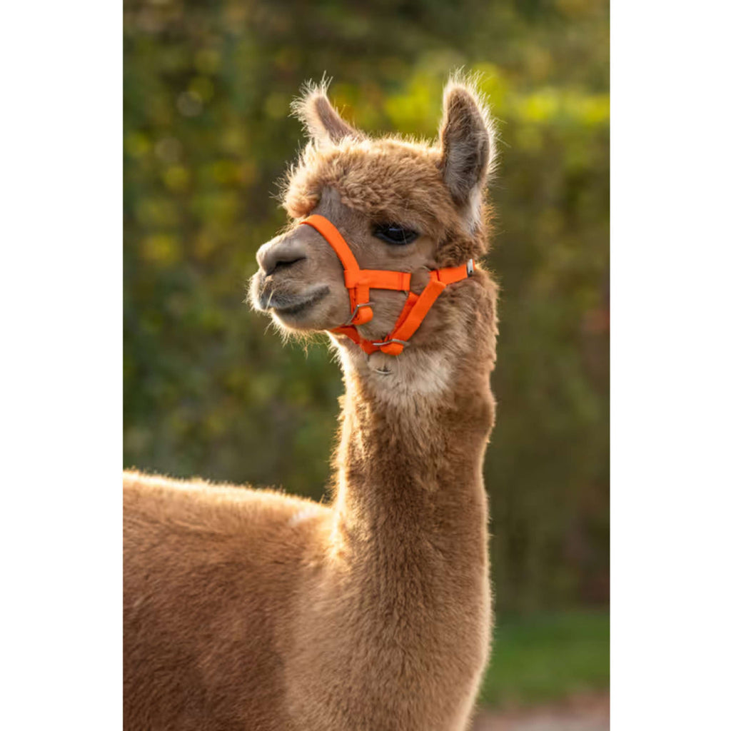 Kerbl Licol Alpaga réglable Orange