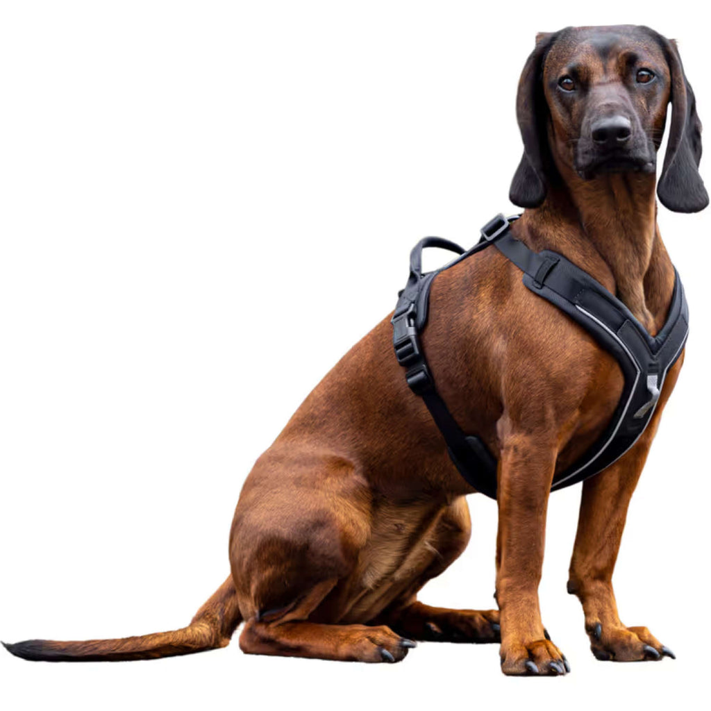 Kerbl Harnais pour Chien Dallas Noir