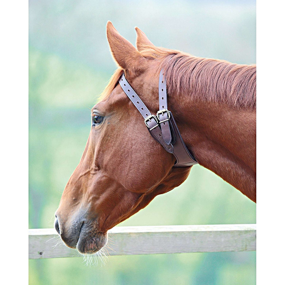 Shires Collier Anti Morsure Australian Nut