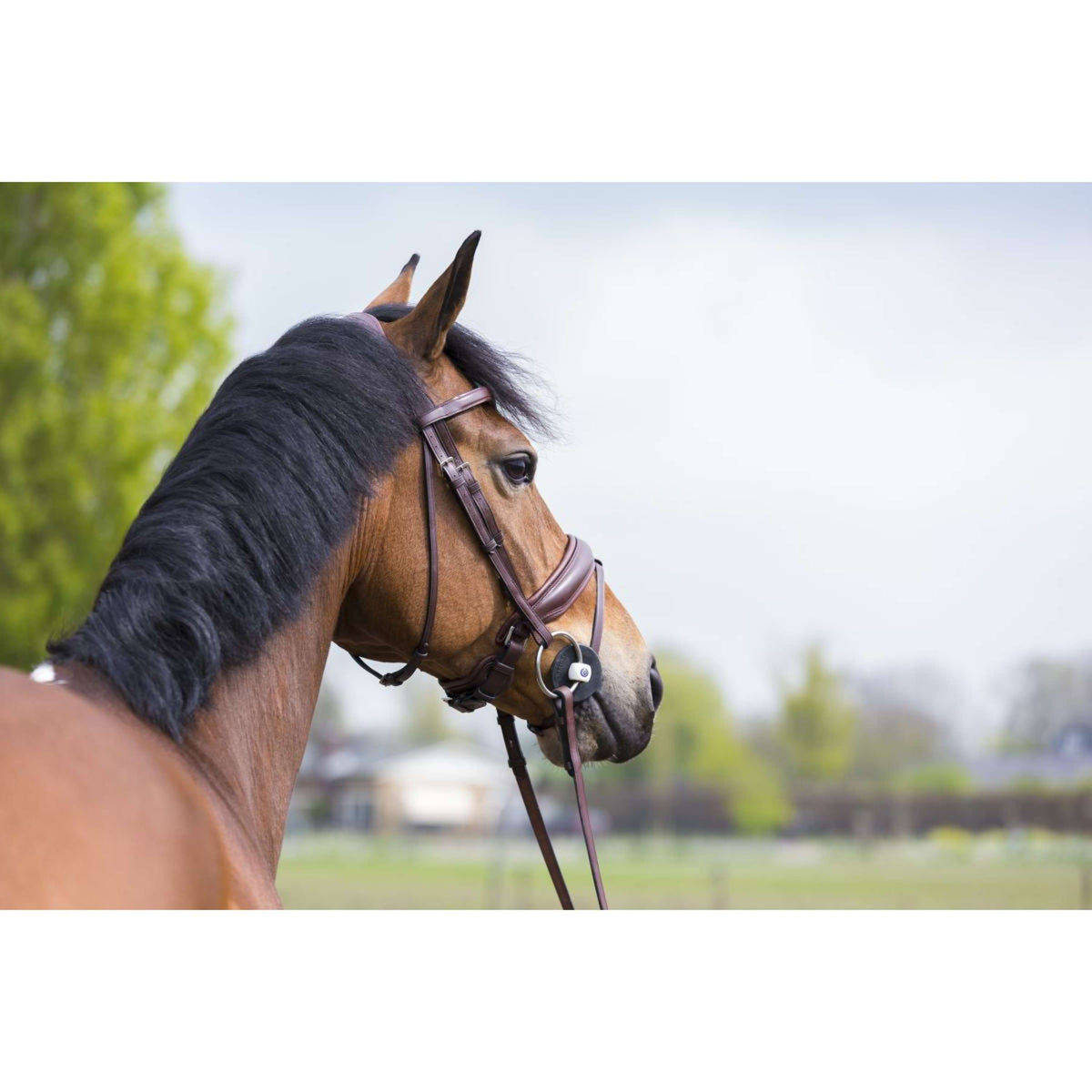Trust Mors de Filet Inno Sense Port Medium 15mm