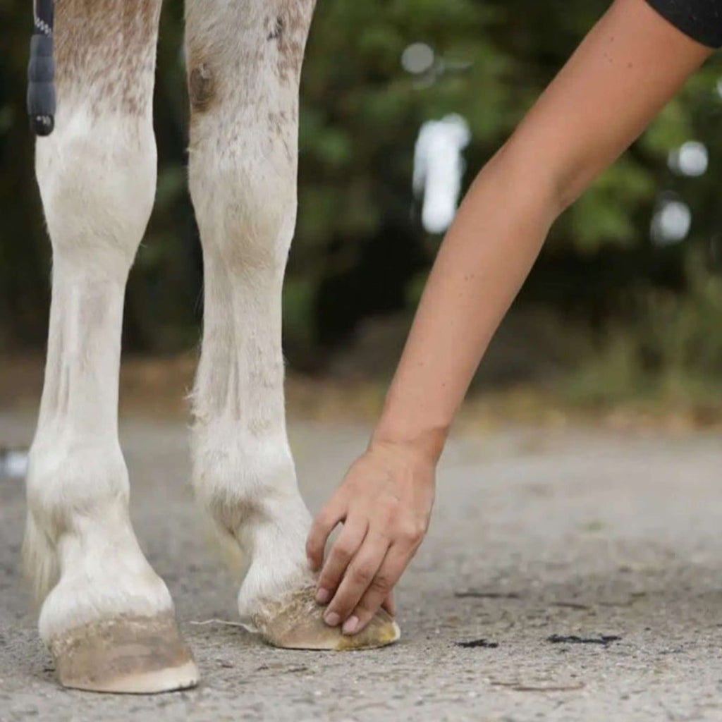 Unique-horn Hoof Wax Repair Jaune