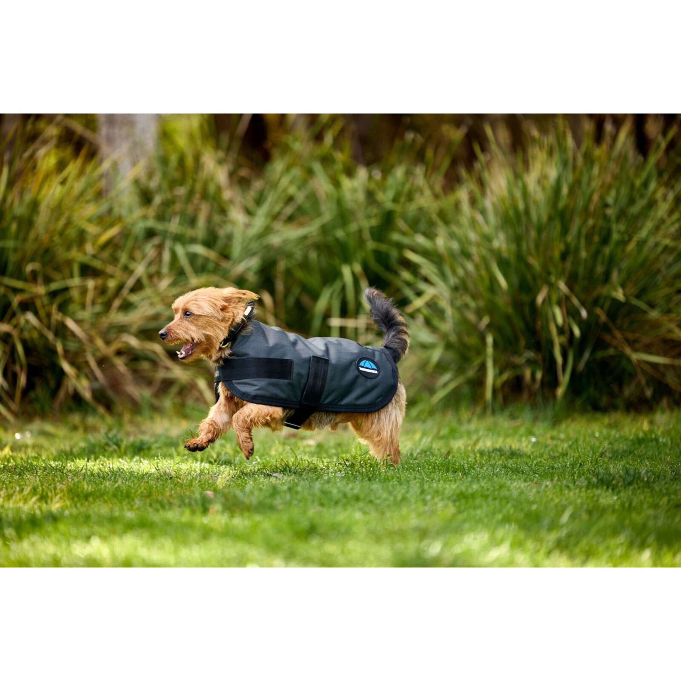 WeatherBeeta Couverture pour Chien ComFiTec Classic Waterproof Charbon WeatherBeeta Couverture pour Chien ComFiTec Classic Waterproof Charbon